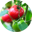 Production and sale of tomatoes