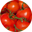 Producer of tomatoes